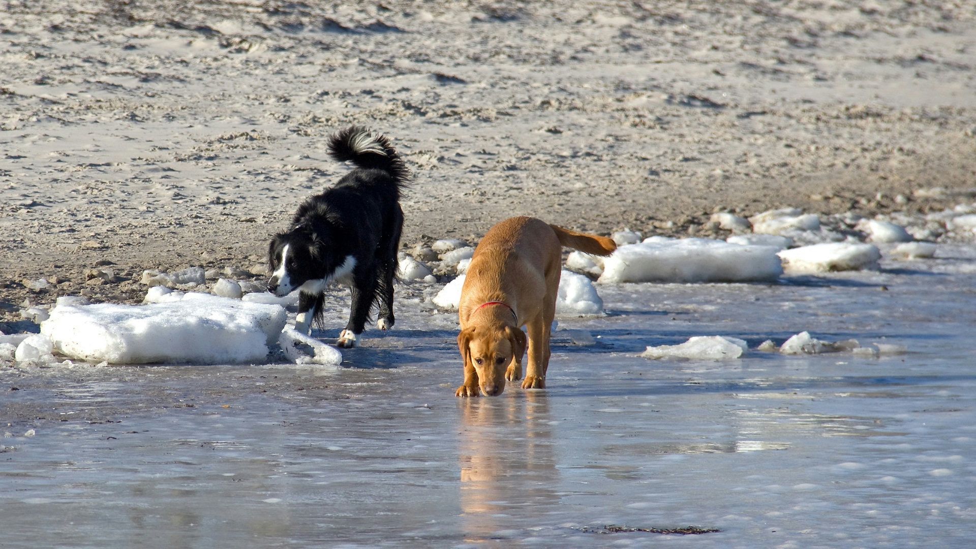 Hundestrand Silbersee
