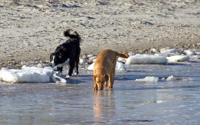 Hundestrand Silbersee