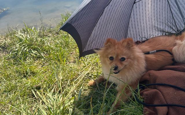 Hörblacher Badesee bei Schwarzach am Main