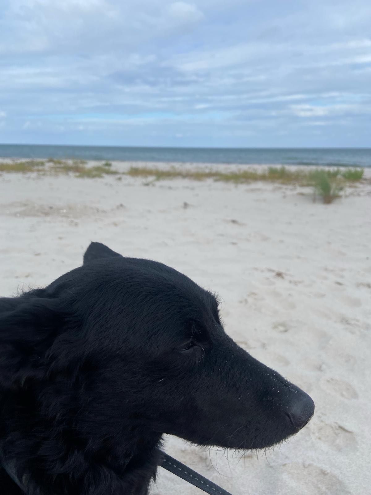 Hundestrand Dorum Neufeld