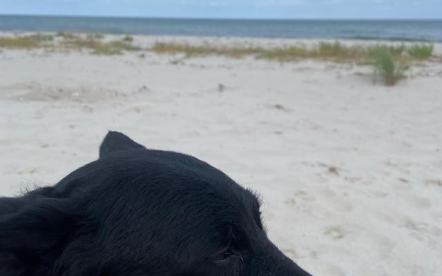 Hundestrand Dorum Neufeld