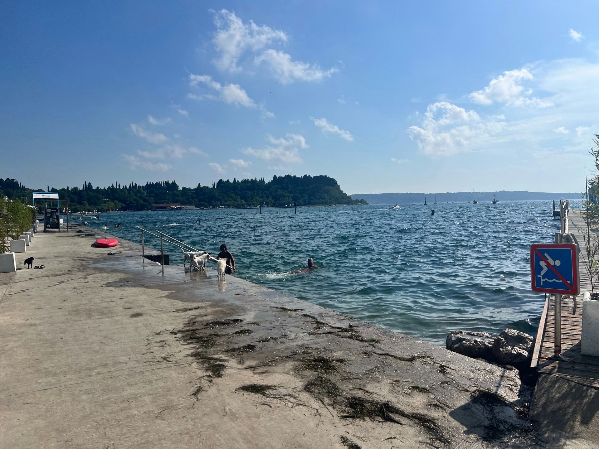 Eine hundefreundliche Umgebung am Ufer mit Menschen und Hunden im Wasser.