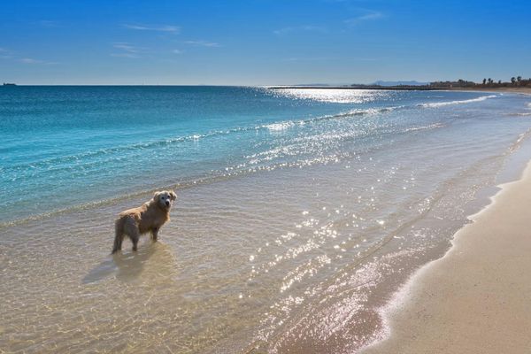 Ein Hund steht im flachen Wasser am Strand bei sonnigem Wetter.