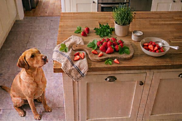 Brauner Labrador sitzt in der Küche neben Arbeitsplatte mit Erdbeeren, Tomaten und frischen Kräutern