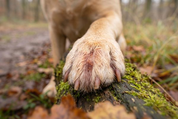 Nahaufnahme einer Hundepfote mit beige-weißem Fell auf einem moosbedeckten Baumstamm
