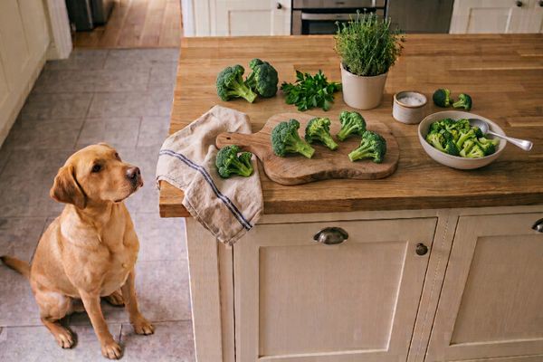 Golden Retriever sitzt erwartungsvoll in der Küche neben Brokkoli und anderen Gemüsesorten auf der Arbeitsplatte