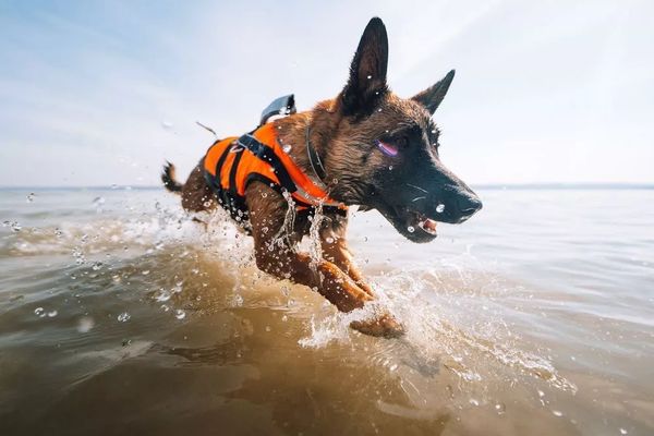 Ein Hund in einer Schwimmweste läuft durch das flache Wasser an einem Strand.