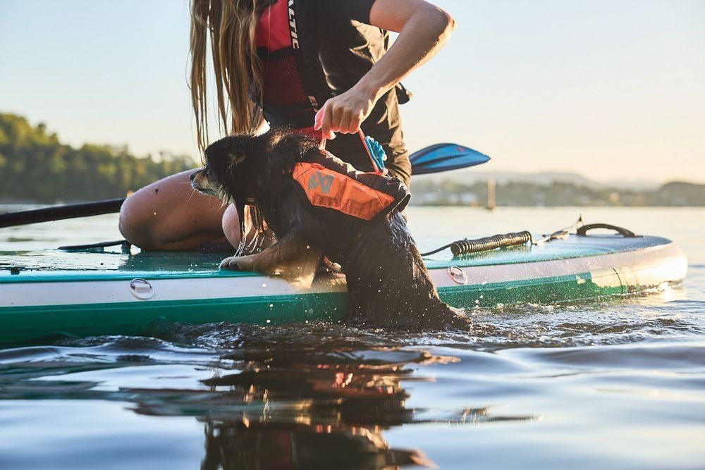 Stand Up Paddling mit Hund Person hilft einem Hund mit Schwimmweste, auf ein Stand-Up-Paddle-Board im Wasser zu klettern.