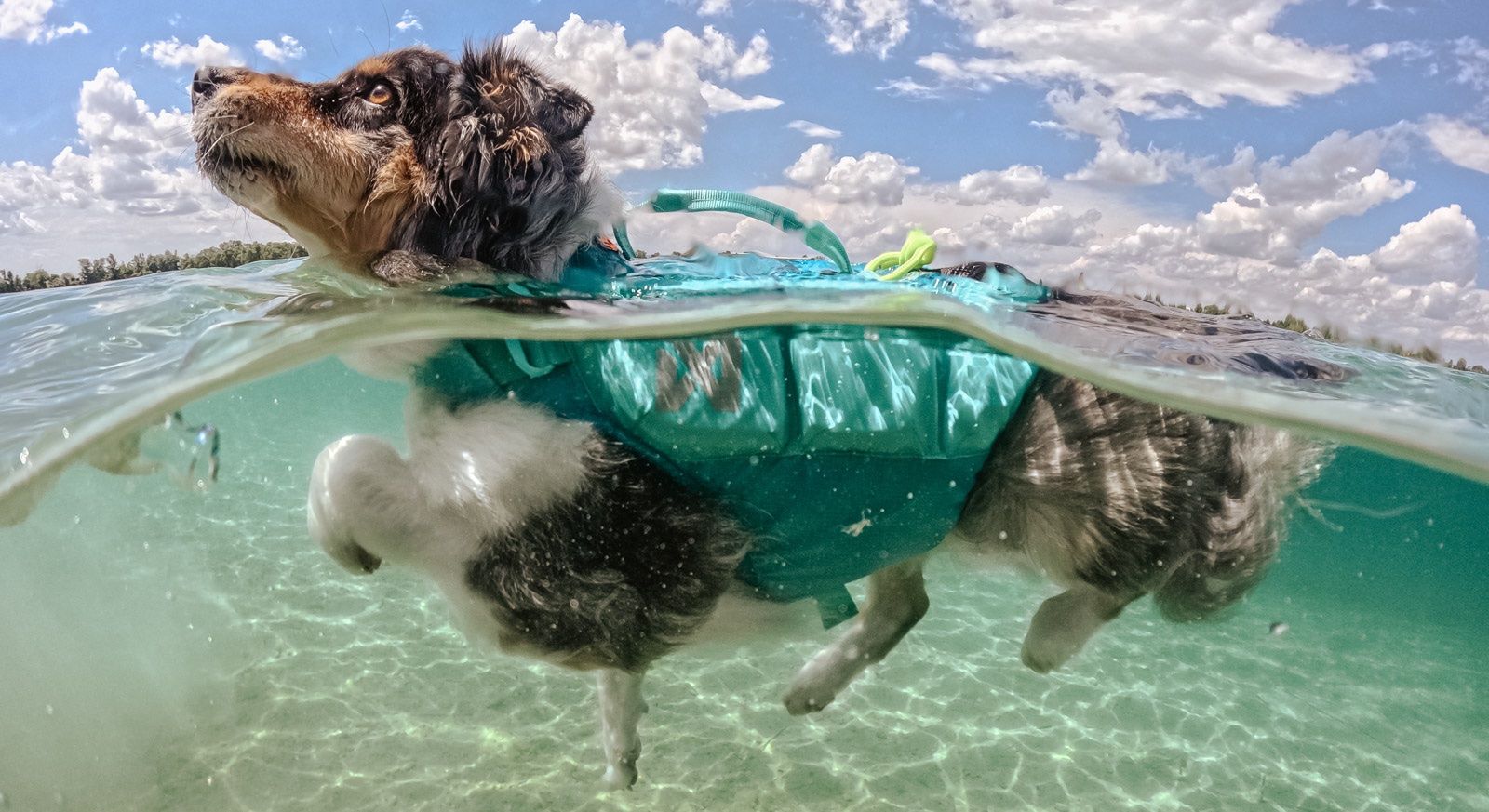 Hund mit Schwimmweste schwimmt in klarem Wasser unter einem sonnigen Himmel.
