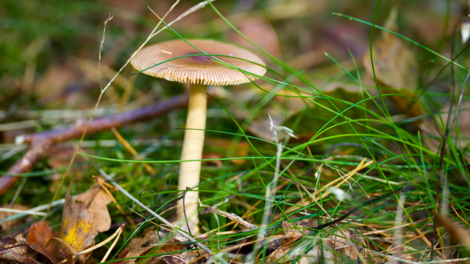 Grüner Knollenblätterpilz mit hellem Stiel in Gras und Laub, hochgiftig für Hunde