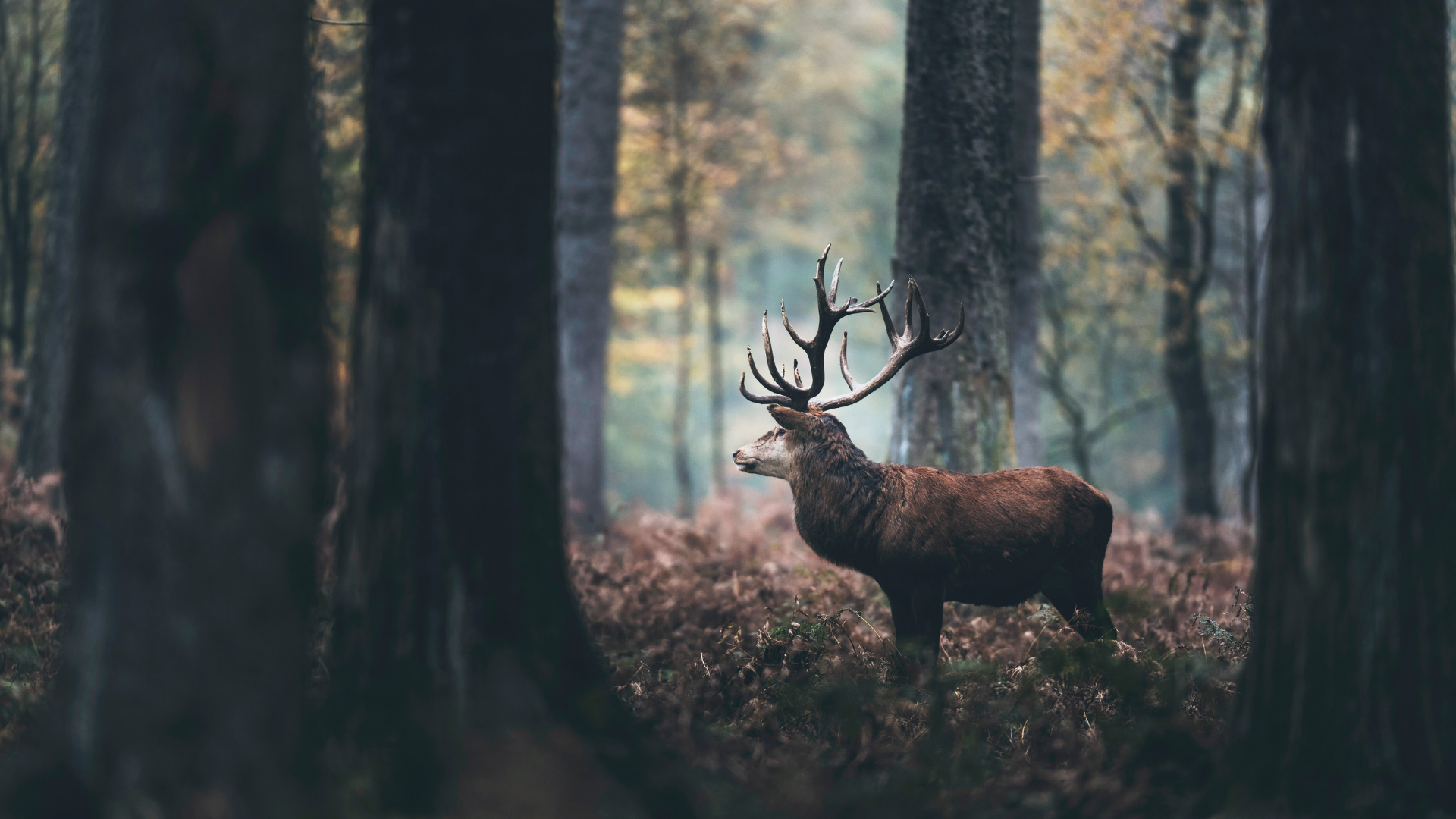Ein majestätischer Hirsch mit großem Geweih steht im dunklen Waldgebiet zwischen hohen Bäumen