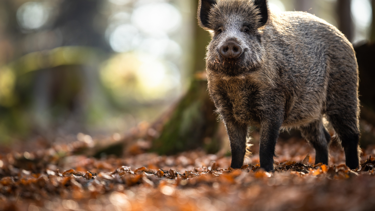 Wildschwein im Wald - Naturaufnahme Ein graubraunes Wildschwein steht aufmerksam auf einem Waldweg mit Laub und Moos