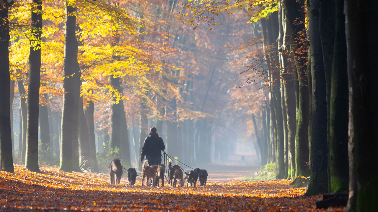 Hundeführer mit Hundemeute im Herbstwald Person führt mehrere Hunde an der Leine durch herbstlichen Wald mit gelbem Blattwerk