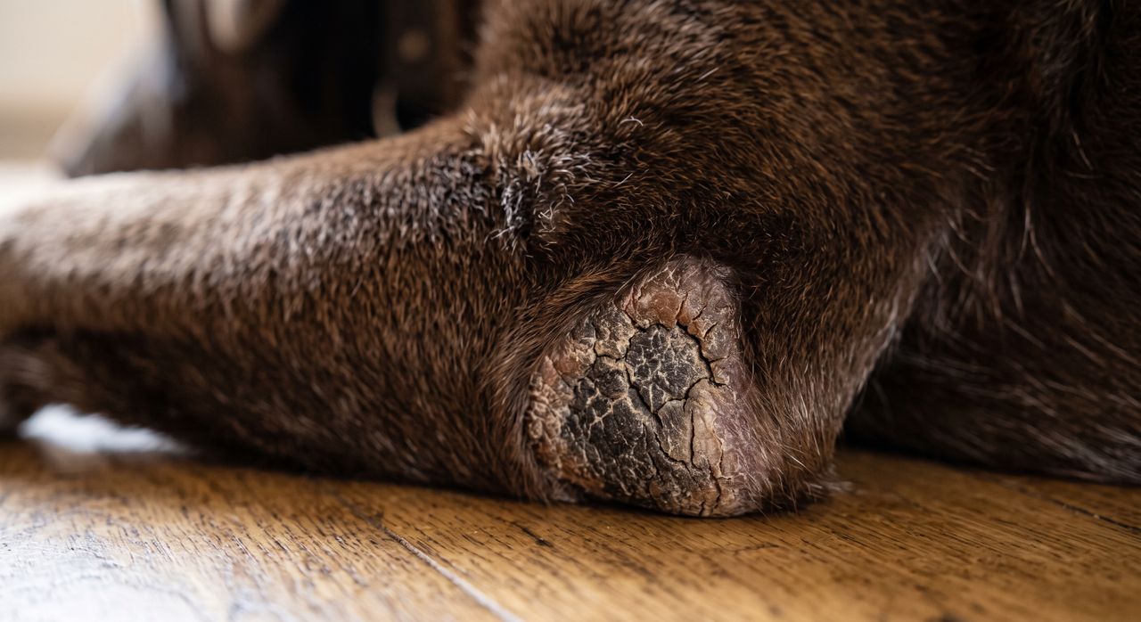 Hundepfote: Anatomie und Pflege der Hundeballen Nahaufnahme einer Hundepfote mit sichtbaren Ballen und Krallen auf Holzboden