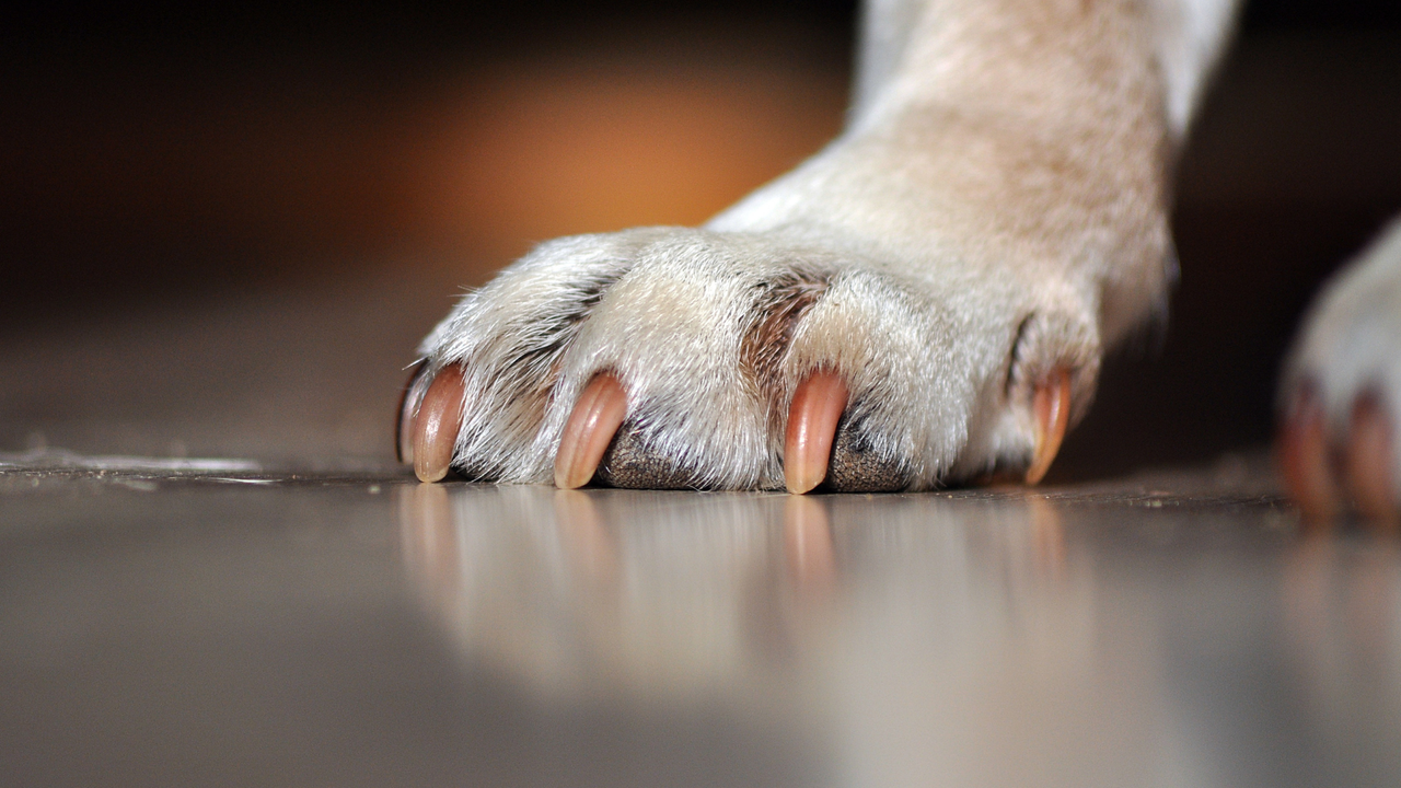 Zu lange Krallen beim Hund – Pflegeanleitung Hundepfote mit zu langen Krallen zeigt Übermaß an Krallenlänge
