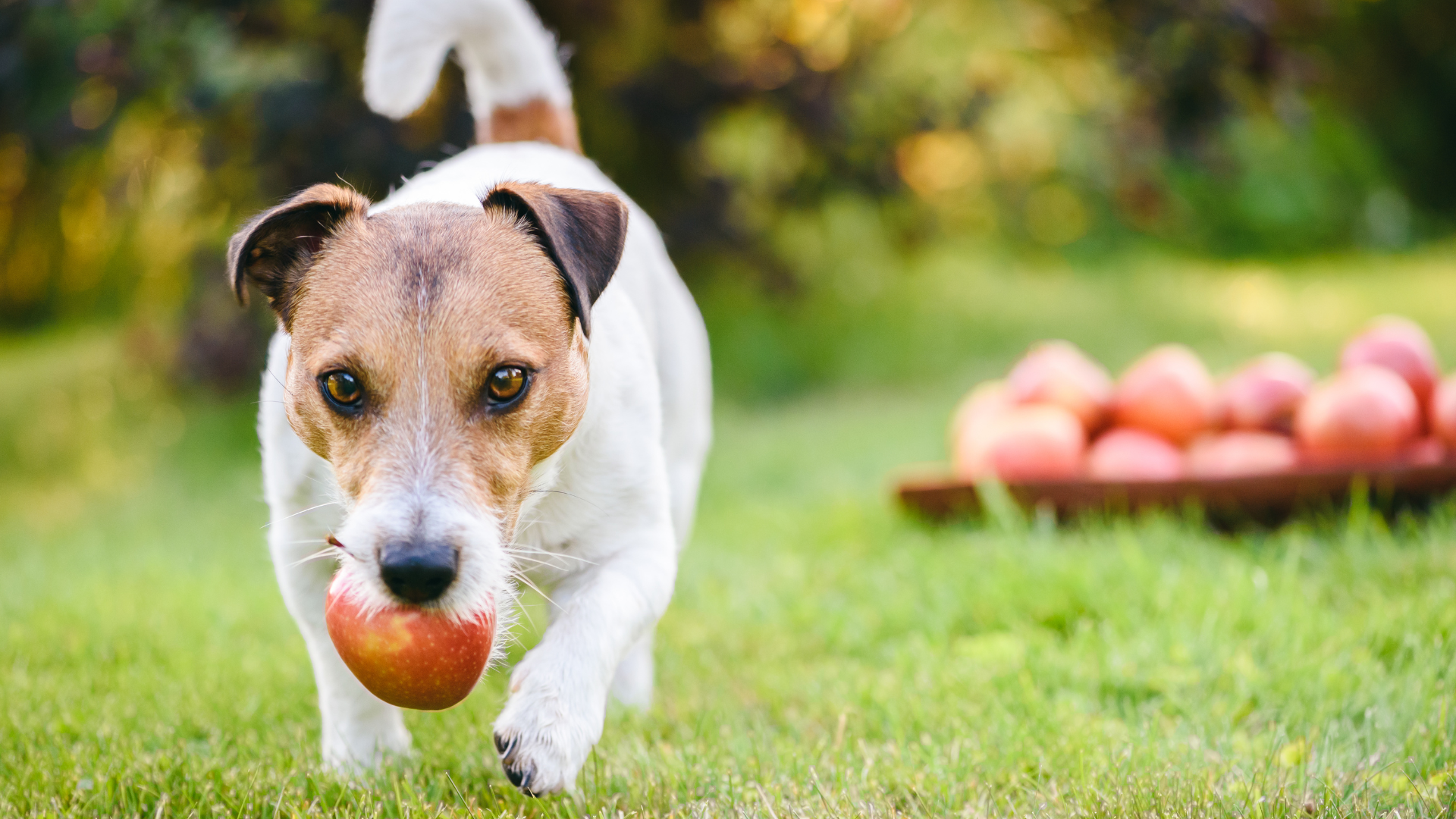 Weißer Hund mit braunen Flecken trägt Apfel im Maul, steht auf Graswiese mit verschwommenen Äpfeln im Hintergrund