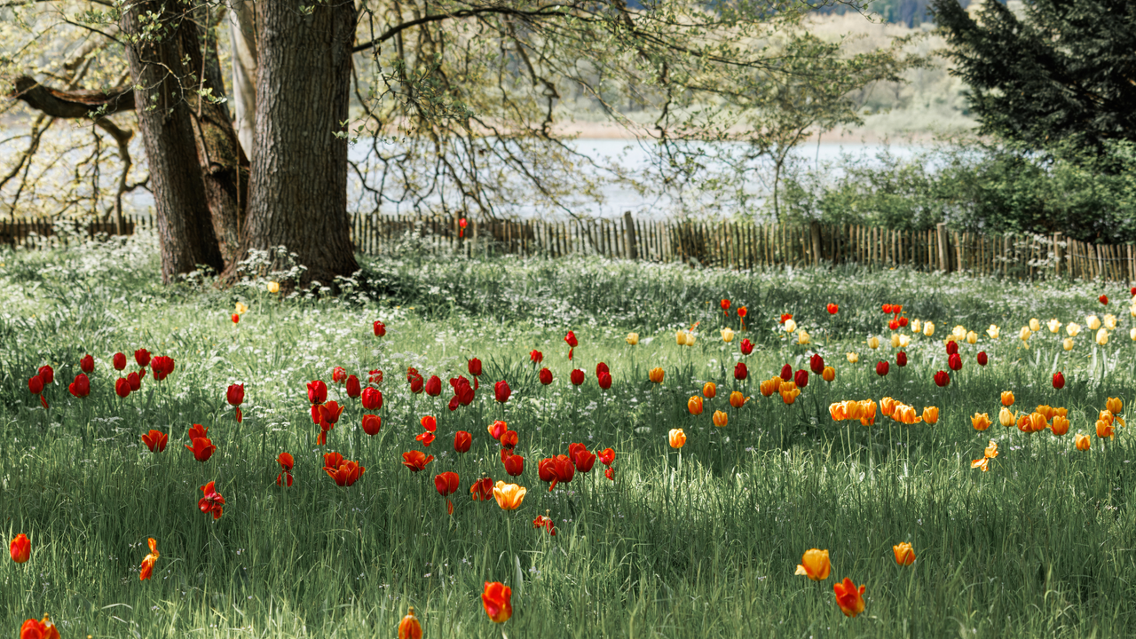 Frühjahrswiese mit Tulpen – Hundespaziergang Bunte Tulpenwiese mit roten und orangenen Blüten, ideal für Hundespaziergänge im Frühling