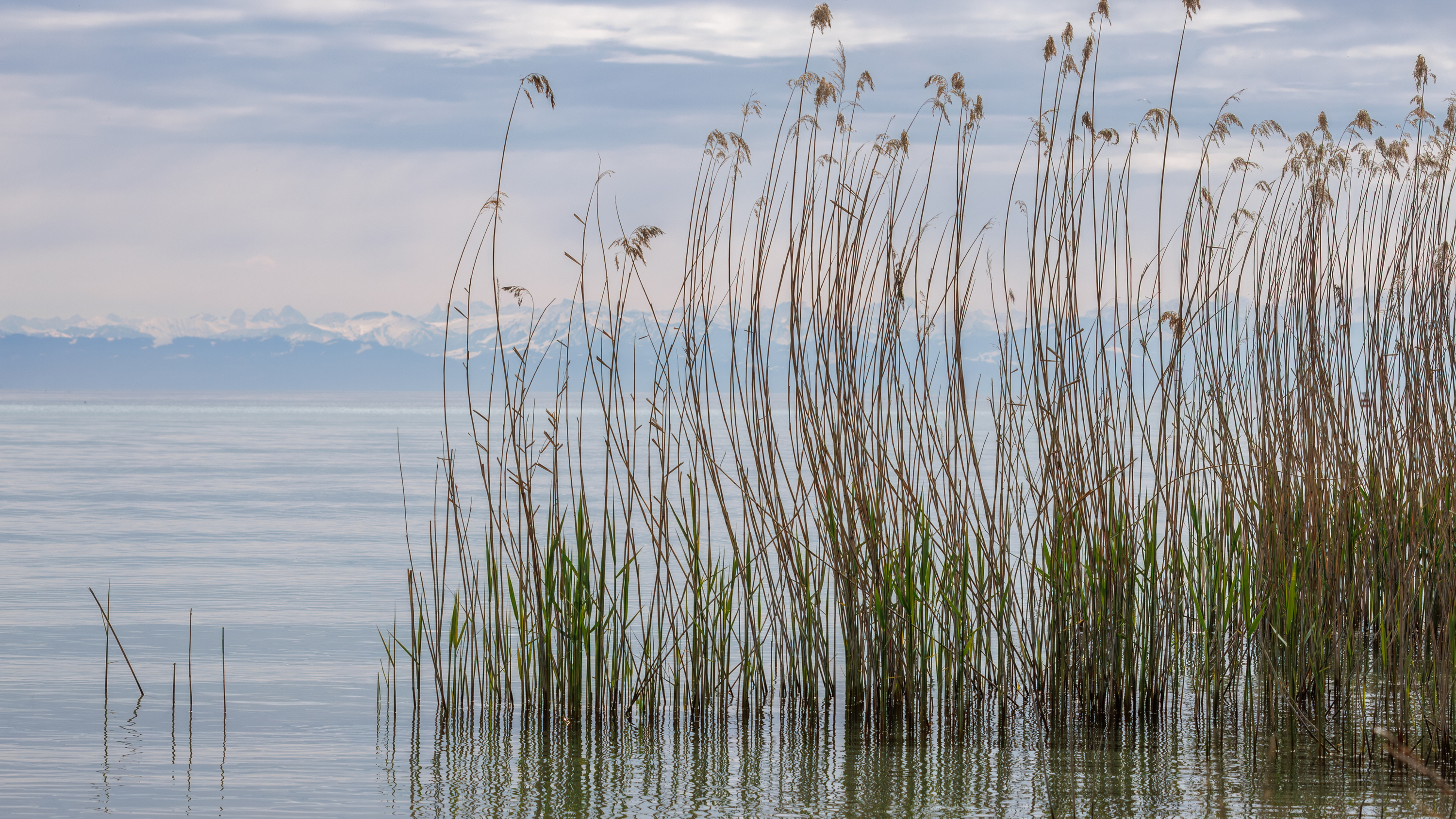 Schilfzone am Bodensee mit Wasservoegel und Bergpanorama - ideale Wanderroute mit Hund
