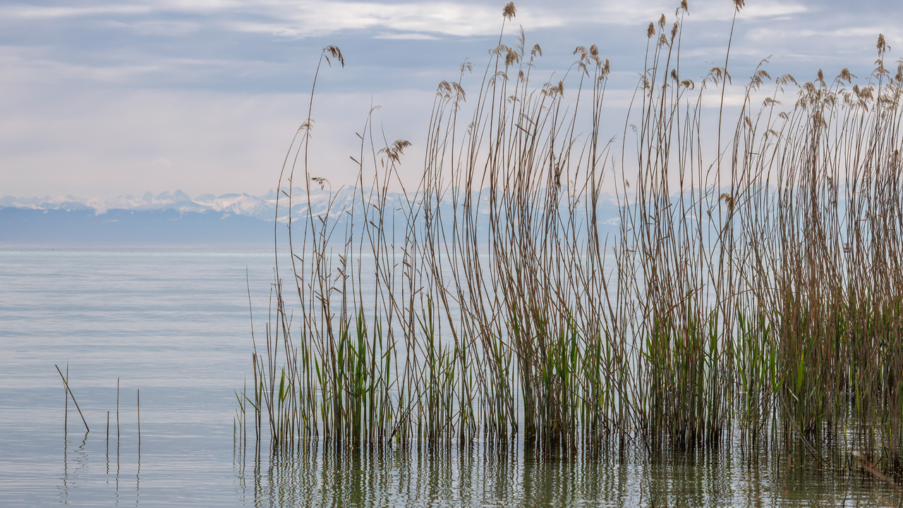 Bodensee Naturschutz: Hundefreundliche Wanderwege Schilfzone am Bodensee mit Wasservoegel und Bergpanorama - ideale Wanderroute mit Hund