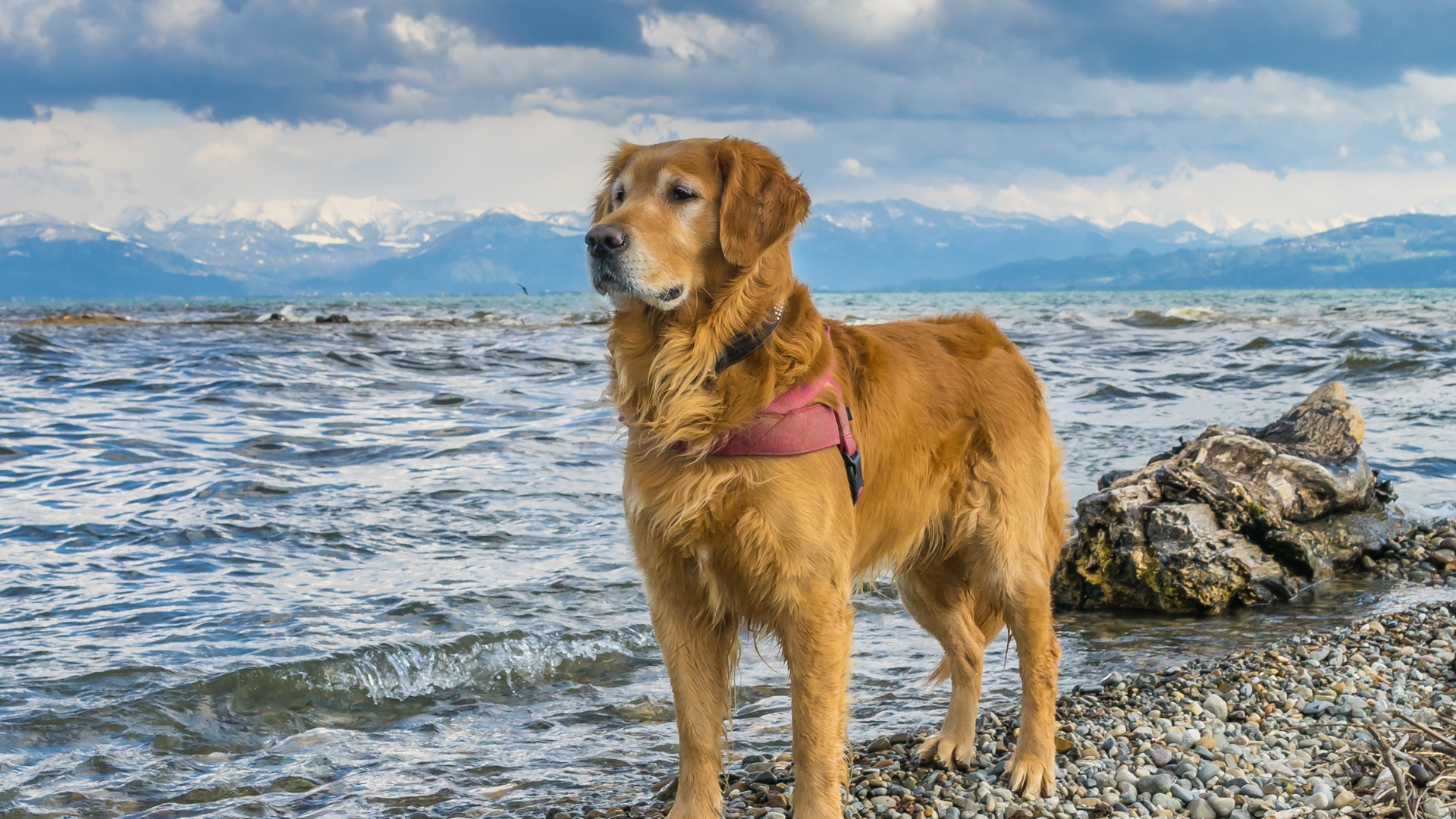 Golden Retriever am Ufer des Bodensees mit schneebedeckten Alpen im Hintergrund