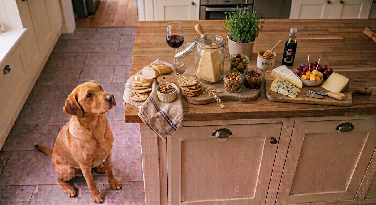 Hund in der Küche bei Getreidefrühstück Brauner Labrador sitzt in Küche vor Theke mit Käse, Nüssen und Getreide