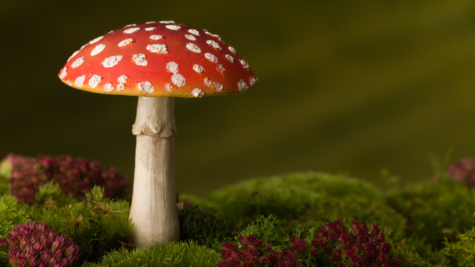 Roter Fliegenpilz mit weißen Punkten auf Moos – giftiger Pilz für Hunde