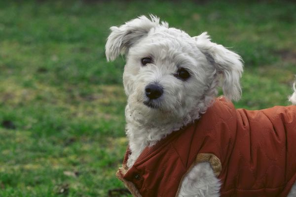 Kleiner weißer Hund trägt einen roten Hundemantel und sitzt auf grüner Wiese