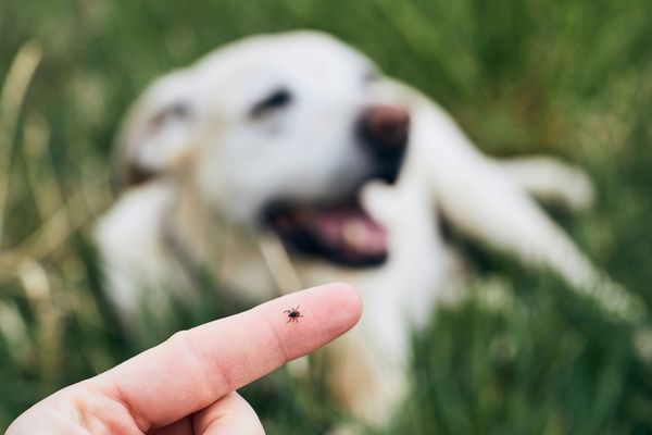 Nahaufnahme einer Zecke auf menschlichem Finger mit spielendem weißen Hund im Hintergrund