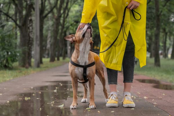 Brauner Hund blickt auf seinen Besitzer, der ihn an der Leine im Regen führt