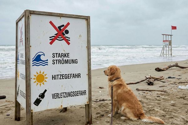 Hund sitzt an einem Strand neben einem Warnschild mit Hinweisen auf starke Strömung, Hitzewarnung und Verletzungsgefahr.