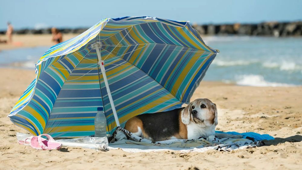 Beagle-Hund liegt unter einem bunten Sonnenschirm am Strand neben einer Wasserflasche und pinken Sandalen.