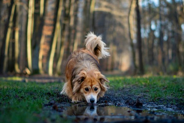 Brauner Hund mit weißem Kopf trinkt aus einer Pfütze auf einem Waldweg zwischen hohen Bäumen