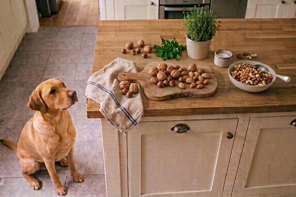 Golden Labrador sitzt in der Küche und schaut auf Nüsse, Getreide und Futterschalen auf der Arbeitsplatte