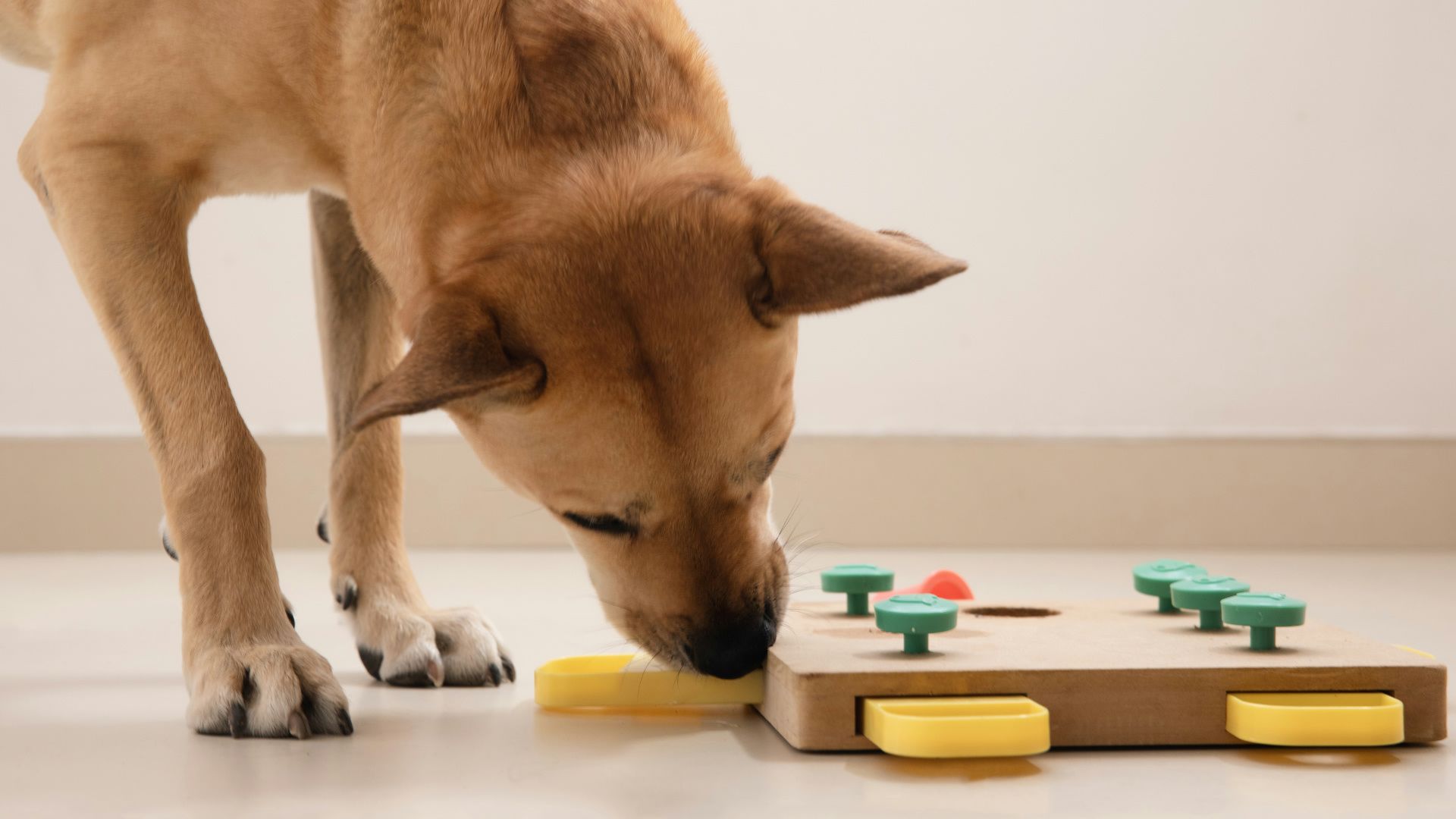 Brauner Hund schnüffelt an Holz-Intelligenzspielzeug mit grünen und gelben Elementen