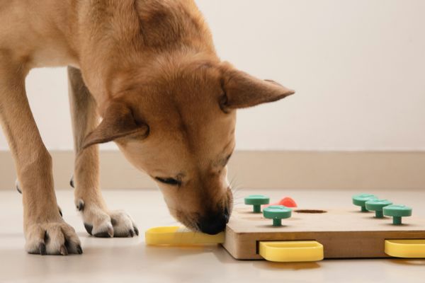 Brauner Hund schnüffelt an Holz-Intelligenzspielzeug mit grünen und gelben Elementen