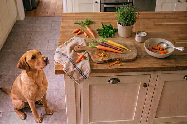 Golden Retriever sitzt aufmerksam in der Küche neben frischem Gemüse auf dem Tresen