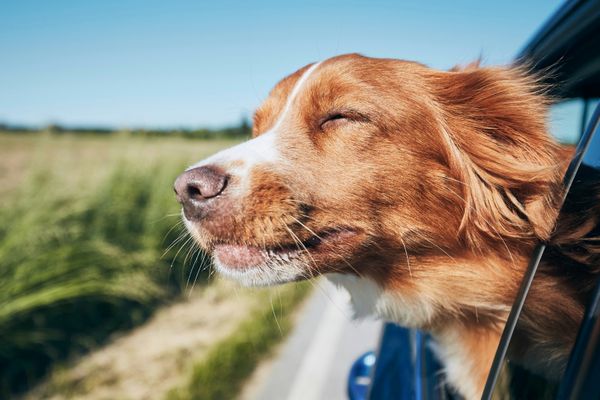 Brauner Hund mit weißer Blesse streckt Kopf aus Autofenster, grüne Landschaft im Hintergrund