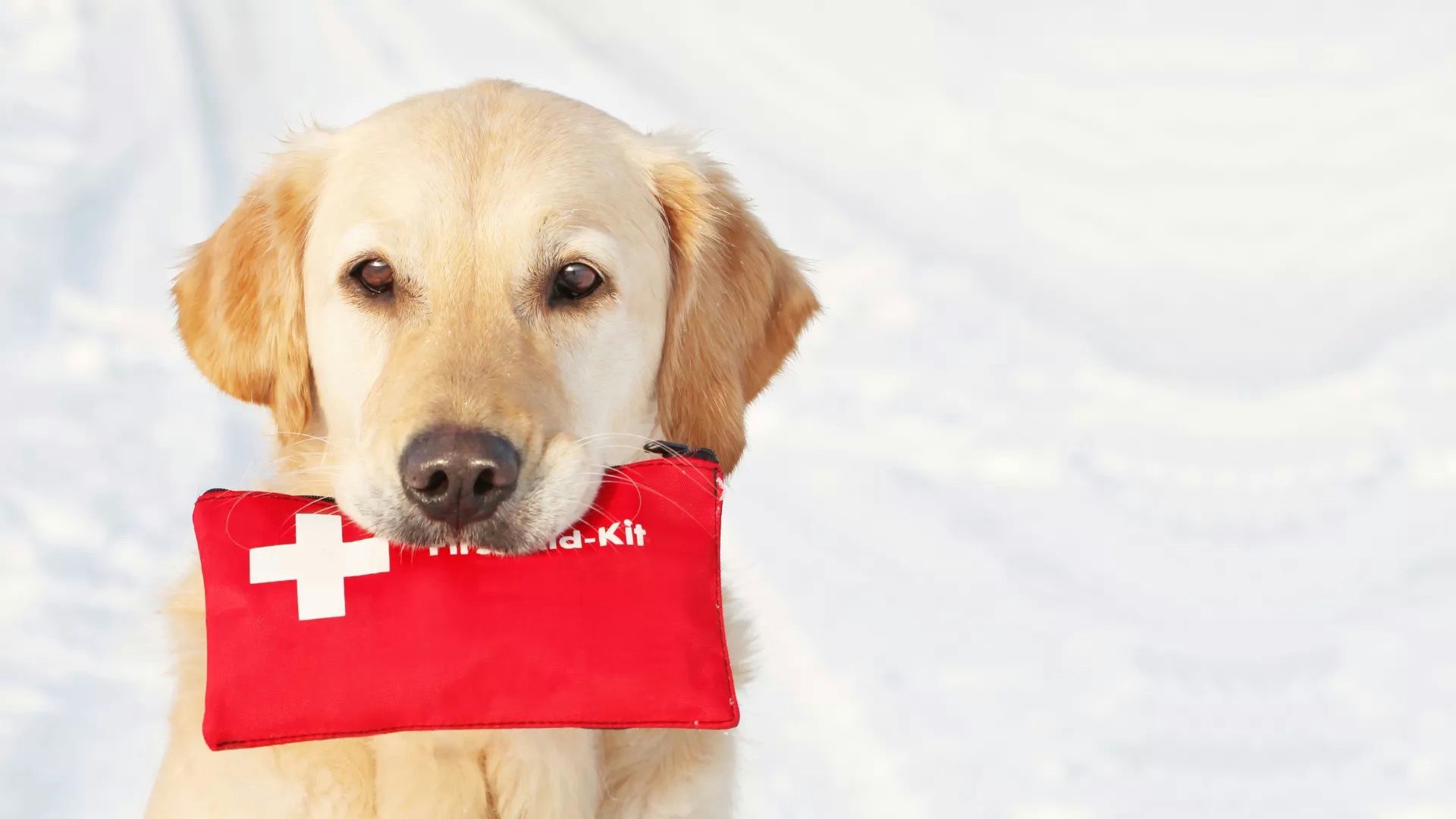 Ein Labrador hält ein rotes Erste-Hilfe-Set mit weißen Kreuz im Maul.