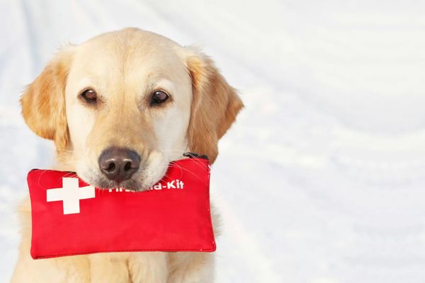 Ein Labrador hält ein rotes Erste-Hilfe-Set mit weißen Kreuz im Maul.