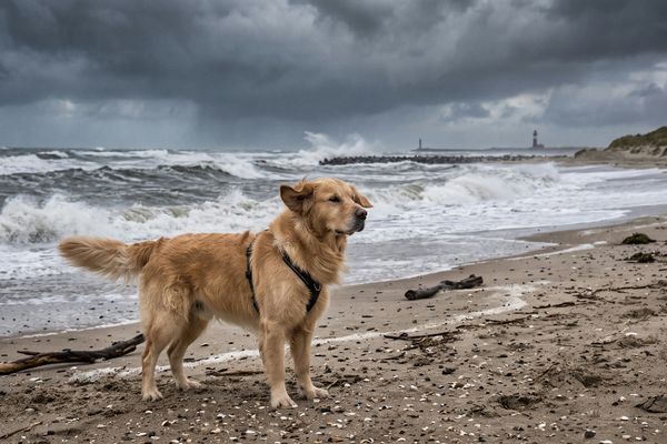 Golden Retriever steht am Sandstrand mit Meerblick und Wellen im Hintergrund