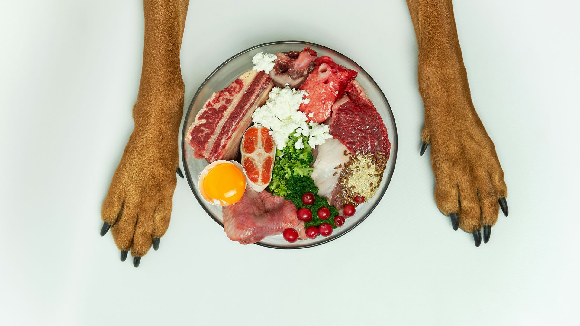 Teller mit Rohfleisch, Innereien, Ei, Gemüse und Kräutern für BARF-Ernährung von Hunden