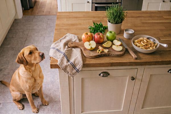 Golden Retriever sitzt in der Küche und beobachtet die Zubereitung von Obst und Nüssen auf der Arbeitsplatte