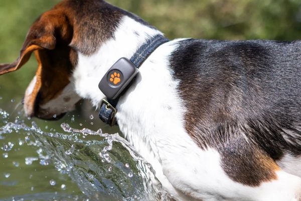 Mehrfarbiger Hund trägt schwarzes GPS-Halsband mit Pfoten-Symbol und trinkt aus einem Bach