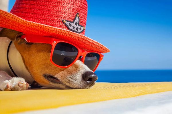 Hund mit rotem Hut und Sonnenbrille liegt auf einem gelben Handtuch am Strand.