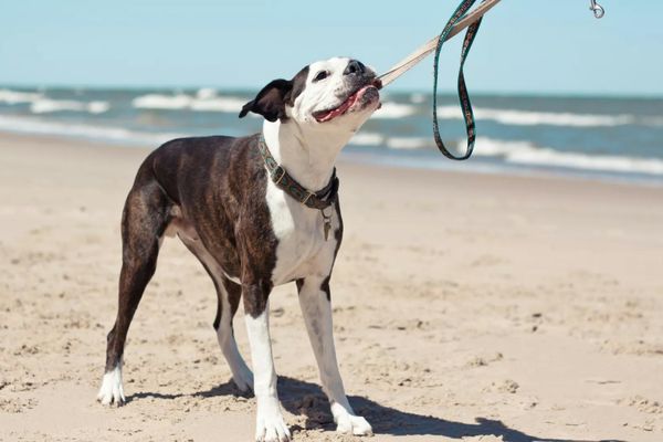 Ein Hund steht am Strand und beißt in seine Leine, während im Hintergrund Wellen zu sehen sind.