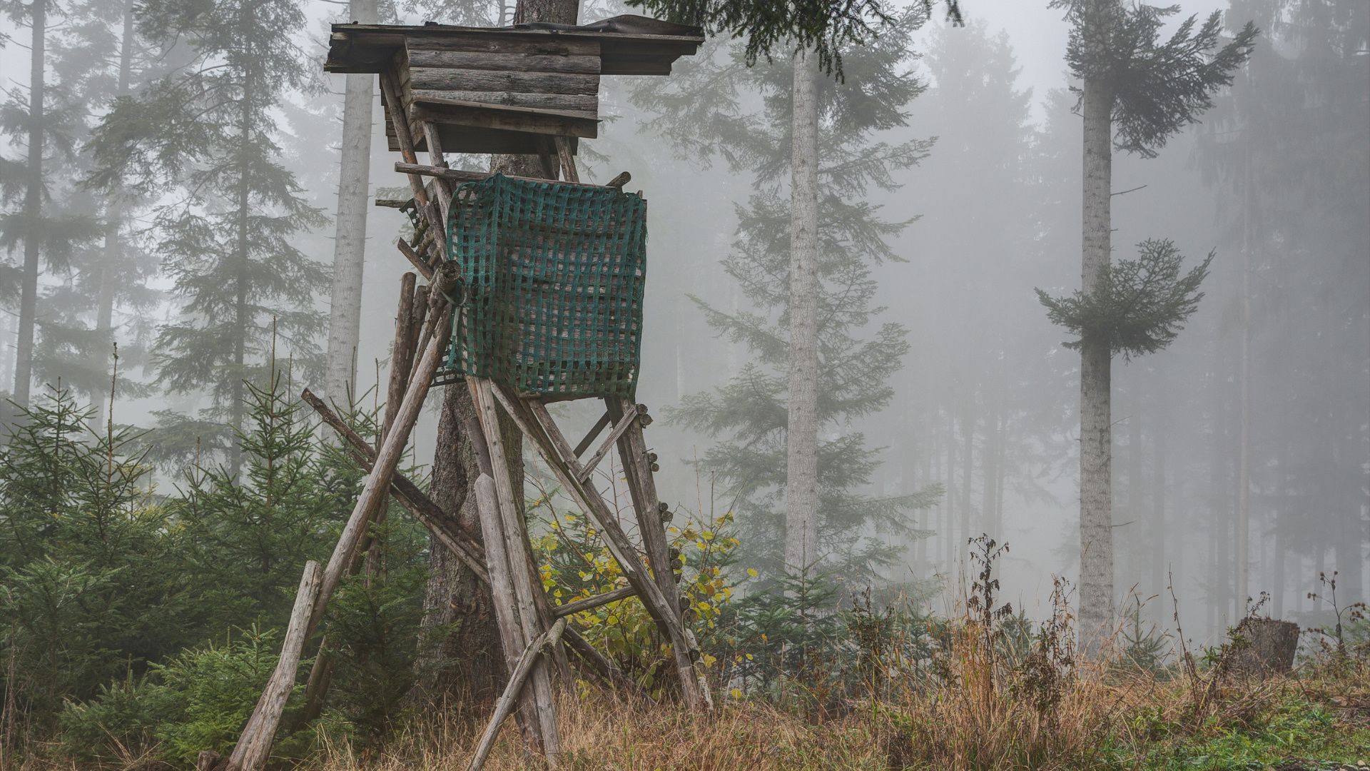 Hochsitz aus Holz im nebligen Wald mit grünem Netz, umgeben von Fichten und Unterholz