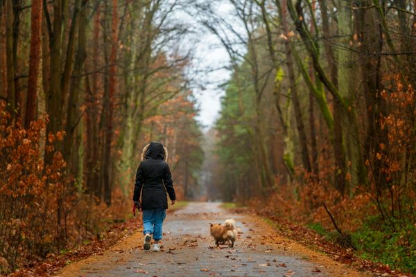 Kind und kleiner Hund spazieren zusammen auf Waldweg im Herbst, Hund ohne Leine