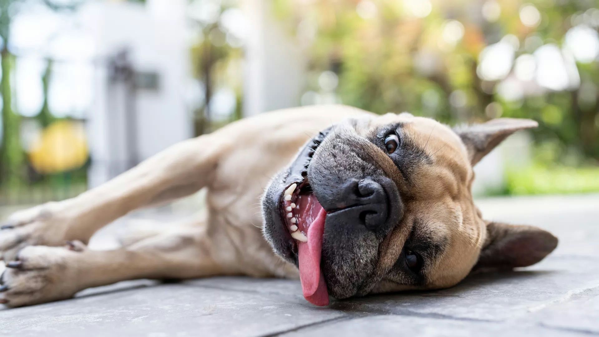 Französische Bulldogge liegt mit herausgestreckter Zunge auf dem Rücken auf einem Bodenbelag.