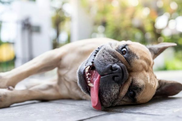 Französische Bulldogge liegt mit herausgestreckter Zunge auf dem Rücken auf einem Bodenbelag.