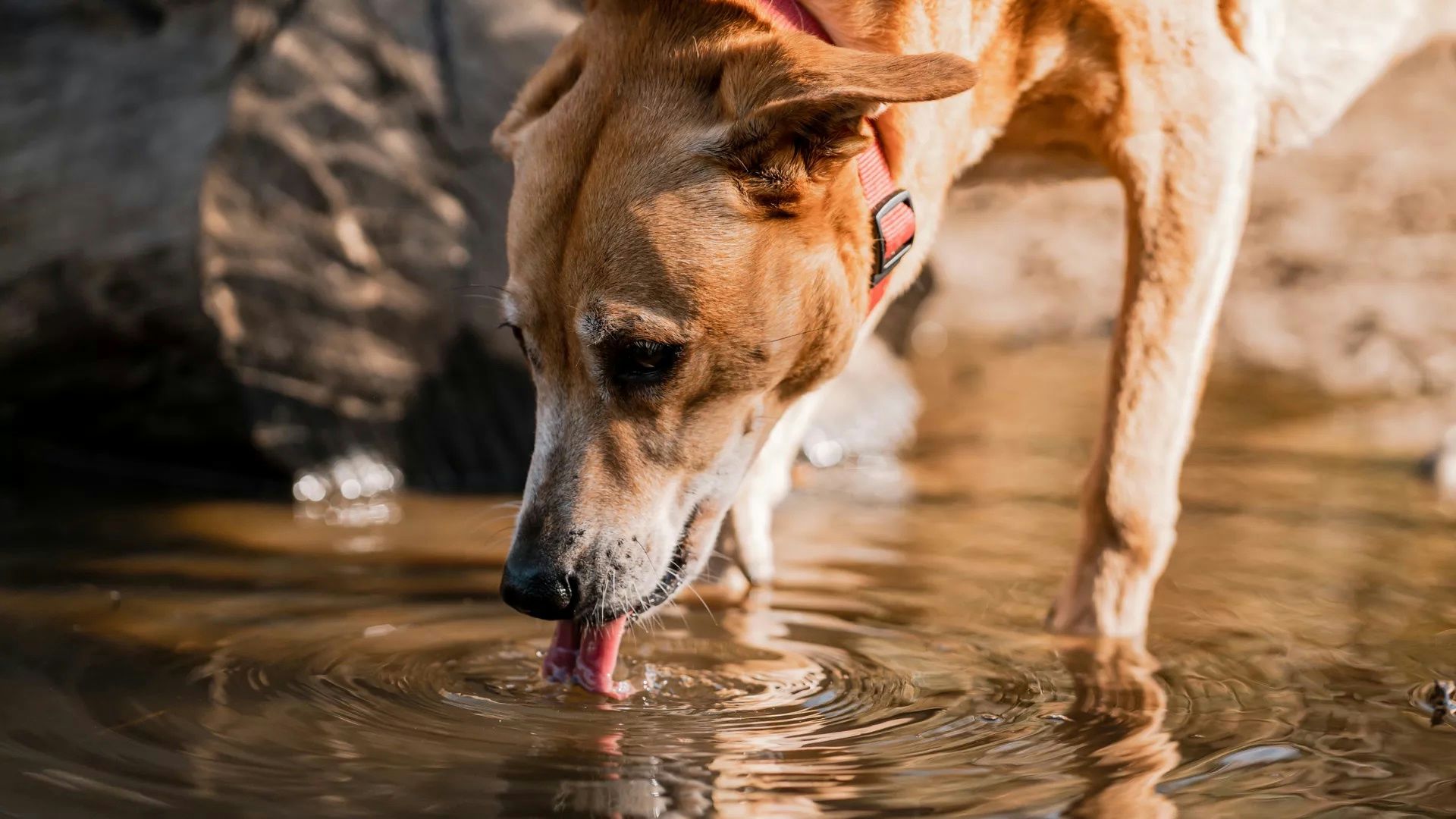 Ein Hund mit rotem Halsband trinkt Wasser aus einem flachen Flusslauf.